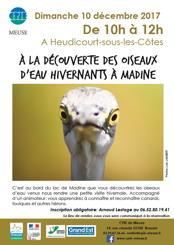 Dimanche D Cembre A La D Couverte Des Oiseaux Hivernants Le Cpie